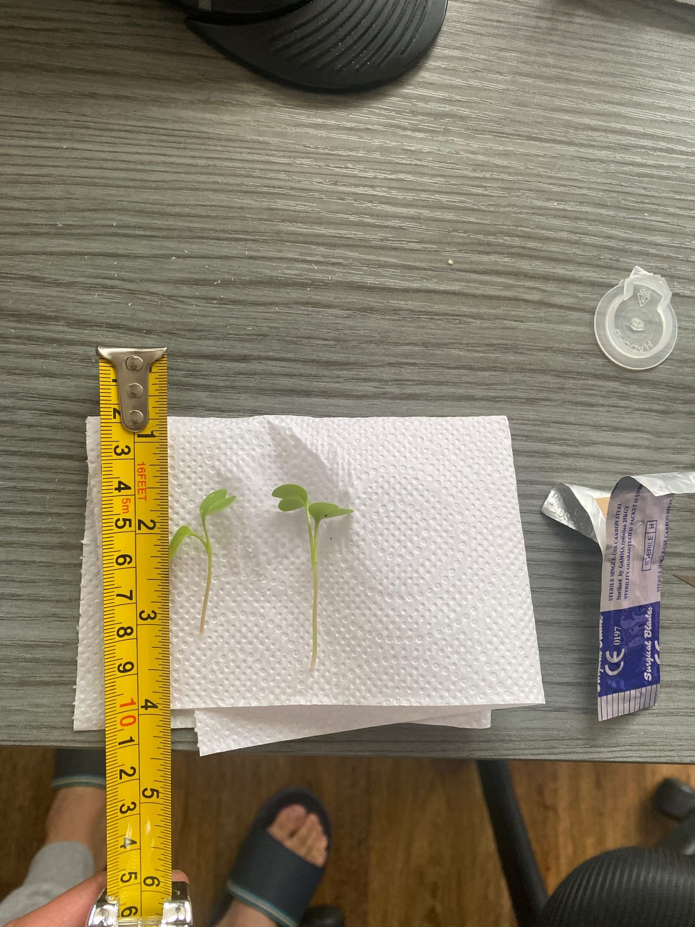 Tres plántulas de rabanito retiradas durante el raleo, dispuestas junto a una cinta métrica antes de ser pesadas.