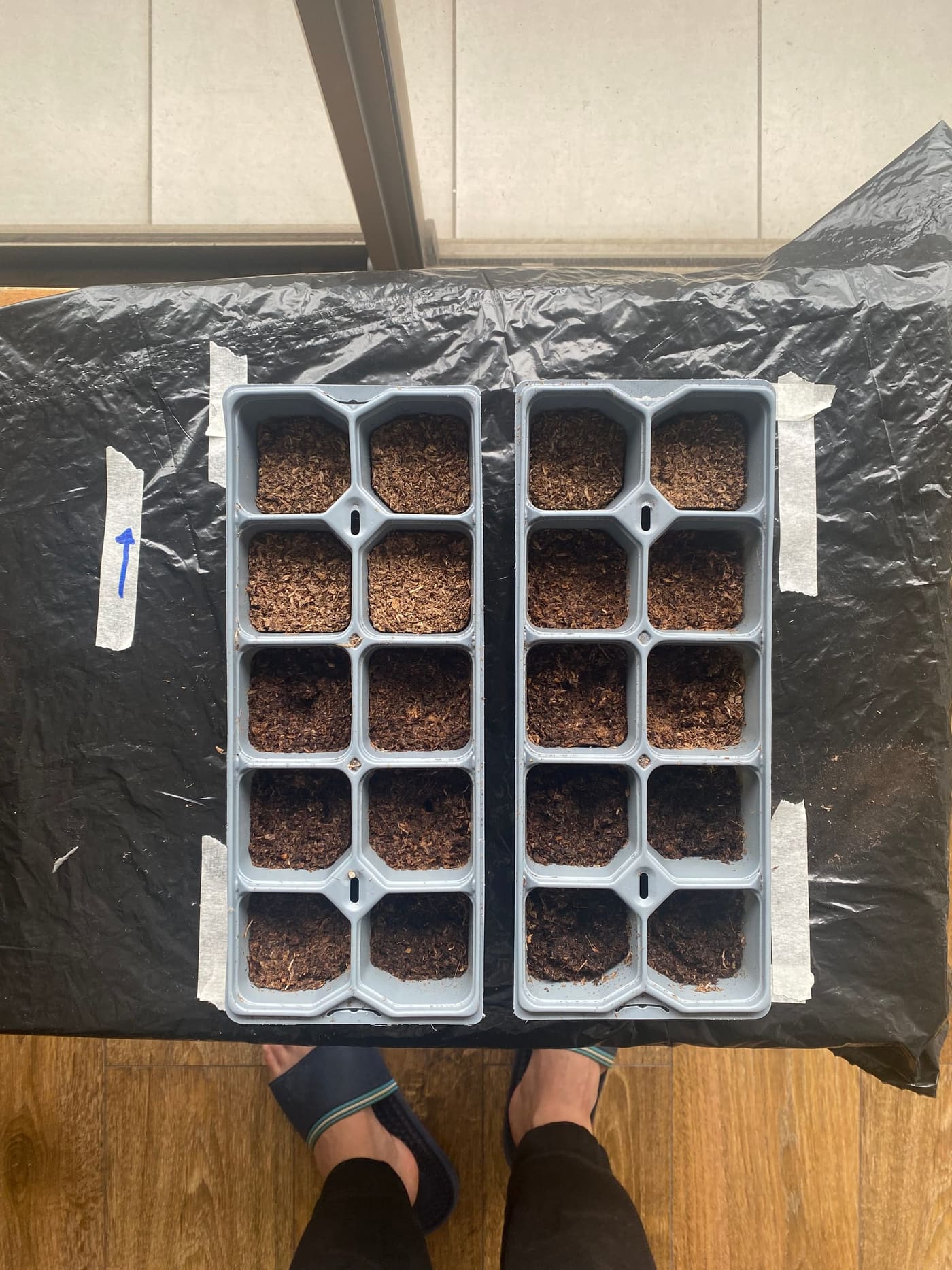 Dos bandejas de germinación recién sembradas, dispuestas sobre una superficie marcada con cintas y una flecha de orientación.